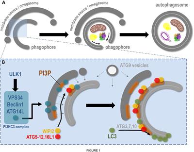 Endoplasmic Reticulum Membrane and Contact Site Dynamics in Autophagy Regulation and Stress Response